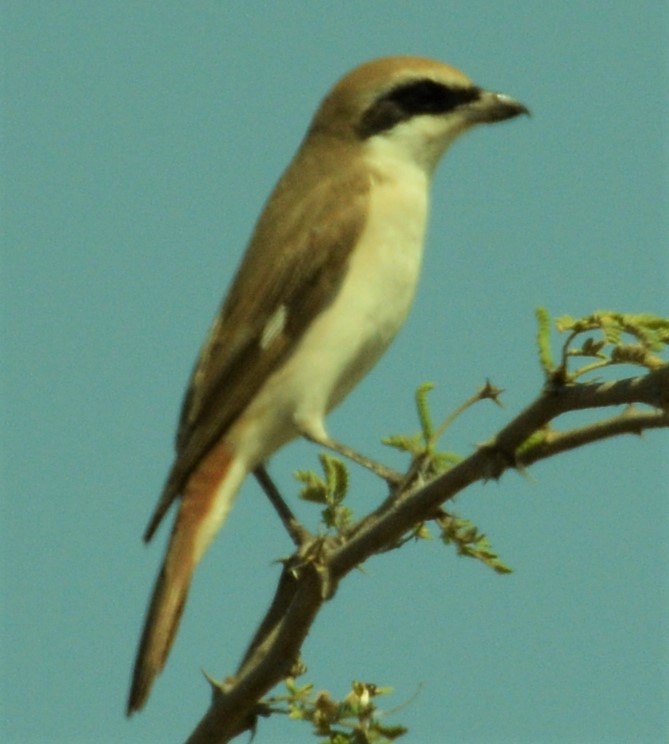 Red-tailed Shrike